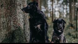 Ternyata Anjing juga Bisa Cemburu, Ini Tandanya