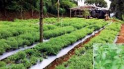 Sulut Ekspor Bunga Stevia ke Korsel Senilai 12.980 Dolar AS