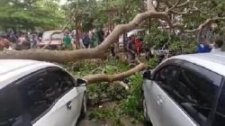 Puting Beliung, 2 Mobil Pengunjung Candi Muaro Jambi Tertimpa Pohon Tumbang 