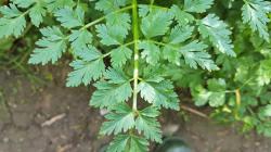 Hemlock Water Dropwort, Tanaman Beracun yang Bisa Membuat Orang Mati Tersenyum