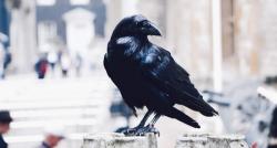 Di Jepang Ada Sashimi Burung Gagak yang Tuai Kontroversi, seperti Apa Rasanya?