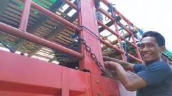 Usai Mudik, Warga Bima NTB Nekat Numpang Truk Sapi untuk Pulang ke Depok 