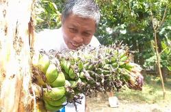 Pohon Pisang Unik di Gunungkidul, Tandan Buah Muncul dari Tengah Batang