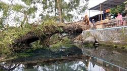 Pohon Usia Ratusan Tahun di Umbul Langse Boyolali Tumbang dan Timpa Warung