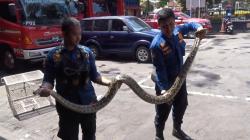 Dramatis Evakuasi Ular Sanca 3 Meter yang Berkeliaran di Kampus Jalan Jakarta Bandung <