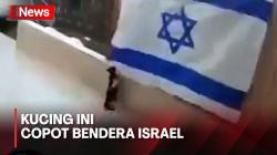 Heboh, Seekor Kucing Copot Bendera Israel