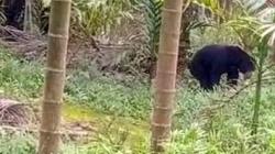 Tangkap Beruang Madu yang Masuk Permukiman Warga, BKSDA Jambi Lakukan Pemetaan<
