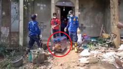 3 Ekor Anjing Peliharaan Dokter Wayan Dievakuasi dari Rumah Mewah di Klari Karawang<