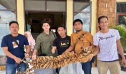 Hendak Transaksi, Penjual Kulit Harimau Sumatera Ditangkap di Kerinci Jambi<