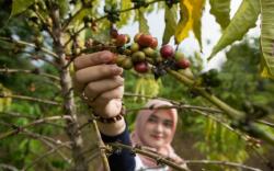 Daerah Penghasil Kopi Terbesar di Sumsel, Nomor 5 Kota Wisata<
