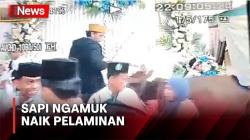 Pasangan Pengantin Sibuk Berfoto, Sapi Ngamuk Naik Pelaminan di Sampang Madura