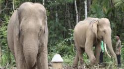 Cerita Korban Selamat dari Amukan Gajah Liar di Tanjab Barat Jambi<