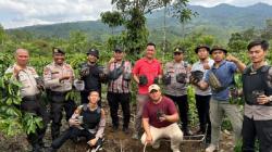 Polres Lampung Barat Ungkap Ladang Ganja di Kebun Kopi OKU Selatan