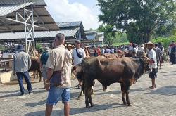  Penyakit LSD Marak Lagi di Gunungkidul, Sudah Ada 680 Kasus 