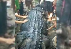 Kerap Teror Warga, Ini Penampakan Buaya Raksasa di Lombok Tengah yang Ditangkap<