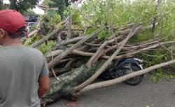 Tragis, Driver Ojol Tewas Tertimpa Pohon Tumbang di Padang