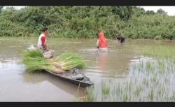 Ratusan Hektare Sawah Terendam Banjir, Petani di Ogan Ilir Menjerit<