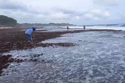 Air Laut Surut, Warga Kemadang Gunungkidul Berburu Usal di Batuan Karang