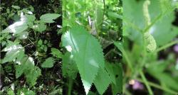 Mengenal Tanaman Unik yang Berbisa di Pegunungan, Musuh Para Pendaki