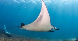 4 Spot Paling Eksotis untuk Snorkeling di Labuan Bajo, Bisa Lihat Pari Manta dan Penyu Sisik