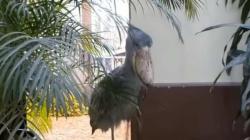 Shoebill Stork, Burung yang Mempunyai Suara seperti AK47