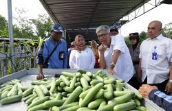 Dapat Kucuran Danais Rp77 Juta, Petani Sleman Sukses Budidaya Buah Mentimun