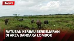 Ganggu Penerbangan, Ratusan Kerbau Ditertibkan Petugas di Area Bandara Lombok