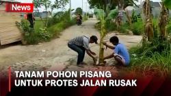 Warga Bekasi Tanam Pohon Pisang di Jalan Rusak sebagai Bentuk Protes