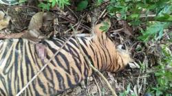 Racuni Harimau Sumatra hingga Mati, Peternak Diadili di PN Idi Aceh Timur<