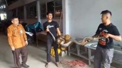 Bikin Heboh Santri, Ular Piton 3 Meter Masuk Pondok Pesantren 