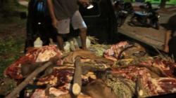 Ada Dugaan Jaringan Pencurian Sapi dengan Cara Dimutilasi di Kupang