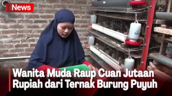 Raup Cuan Jutaan Rupiah, Wanita Muda Sukses Ternak Puyuh Petelur di Cimahi<