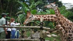 Siapa Pemilik Taman Safari Bogor, Ciptakan Kebun Binatang Berkelas Dunia