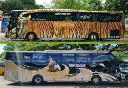 Unik PO Primadona Tampilkan Gambar Hewan Langka di Setiap Bus, Jenis Hewan Tunjukkan Rute Bus