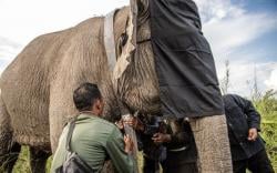 BKSDA Sumsel Pasang GPS pada Kelompok Gajah Liar di OKI <