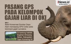 Infografis BKSDA Sumsel Pasang GPS pada Kelompok Gajah Liar di OKI <