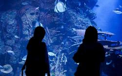Menikmati Akhir Pekan di Jakarta Aquarium, Segini Harga Tiketnya