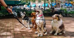 AI Bakal Mungkinkan Manusia Berkomunikasi dengan Hewan, Begini Penjelasannya