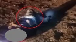 Tragis, Pemuda Banjarbaru Tewas Dililit Piton 4 Meter, Kepala Ular Ditebas Warga<