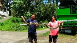 Menegangkan, Warga Banjarnegara Tangkap Ular Piton 4 Meter Pemangsa Puluhan Ayam