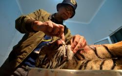 Harimau Sumatera Mati Terkena Jerat Babi