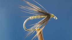 Inilah Hewan yang Mampu Melawan Gravitasi<