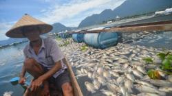 Penampakan 15 Ton Ikan Mati akibat Angin Kencang, Mengapung di Permukaan Danau Maninjau 