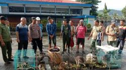 Kasus Penyelundupan Kanguru di Ambon, Buruh Pelabuhan Jayapura Ditetapkan Jadi Tersangka