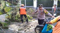 Pohon Dekat Rumah Dinas Wali Kota Sukabumi Tumbang Timpa Pemotor, 4 Orang Luka