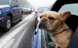 Ketahuan Polisi Mabuk, Pengemudi Ini Berganti Tempat Duduk Jadikan Anjingnya Sopir