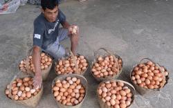 Harga Telur Ayam Meroket Dipicu Musim Hajatan