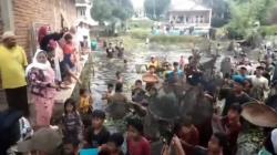 Bedah Balong, Euforia Menang Pilkades, Ratusan Warga Cimaragas Garut Berebut Ikan