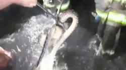 Dramatis, Ular Sanca 4 Meter Dievakuasi dari Saluran Air di Cibolerang Bandung<