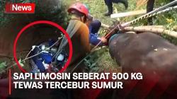 Kabur dari Kandang, Sapi Limosin Seberat 500 Kg Mati Tercebur Sumur di Tangsel